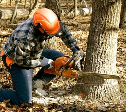 Tree Removal in Biddeford Pool, ME